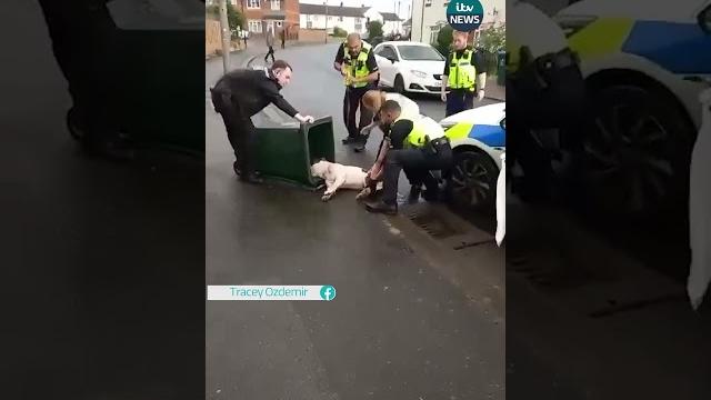 Police share bodycam footage after clip of them putting a dog in a bin was shared #coventry #dog #uk Police share bodycam footage after clip of them putting a dog in a bin was shared #coventry #dog #uk
