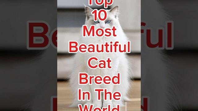 Top 10 most beautiful cat breeds in the world #cats Top 10 most beautiful cat breeds in the world #cats