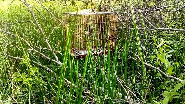 Curió caranbela 06/01/2019 Curió caranbela 06/01/2019