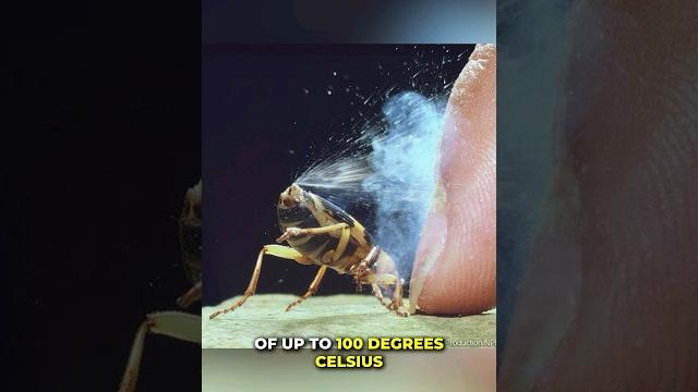 Bombardier beetle | the acid thrower Bombardier beetle | the acid thrower