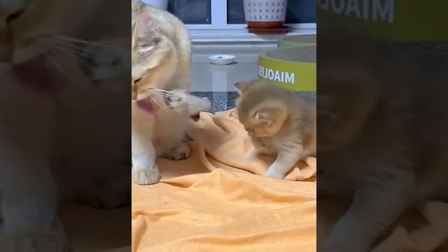 Учимся умываться Учимся умываться