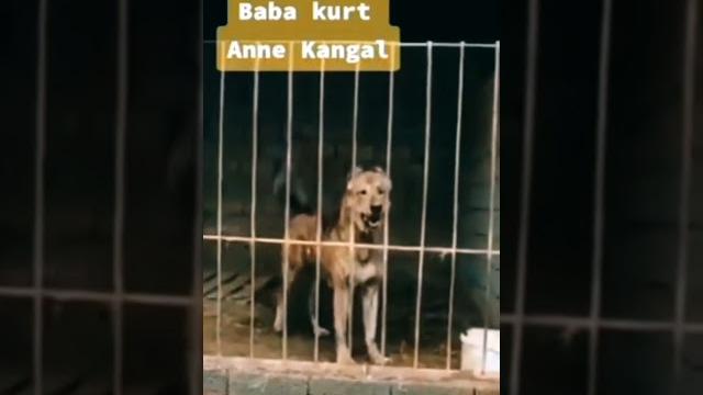 Kangal kurt melezi Kangal kurt melezi