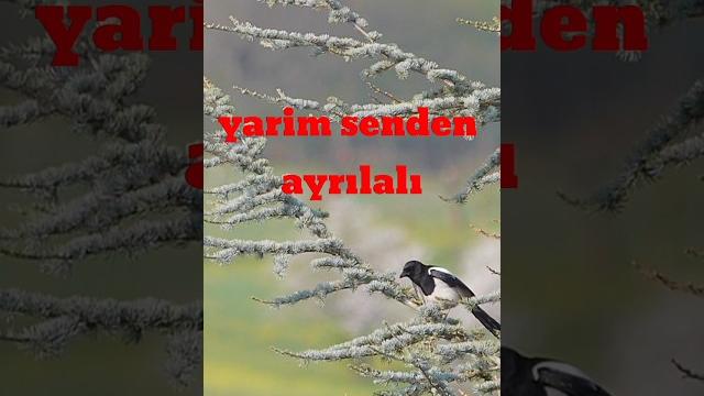 Yarim senden ayrılalı-esmergitar cover Yarim senden ayrılalı-esmergitar cover