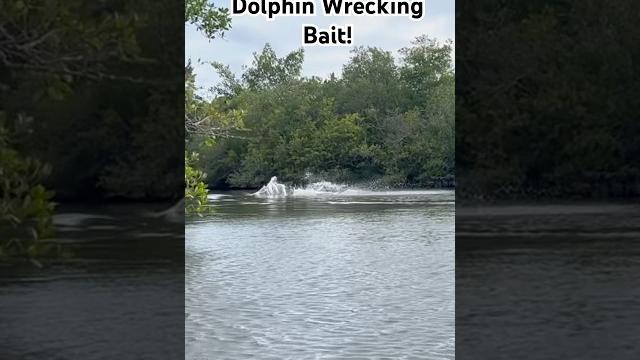 Young dolphins crush bait in the shallows! Young dolphins crush bait in the shallows!