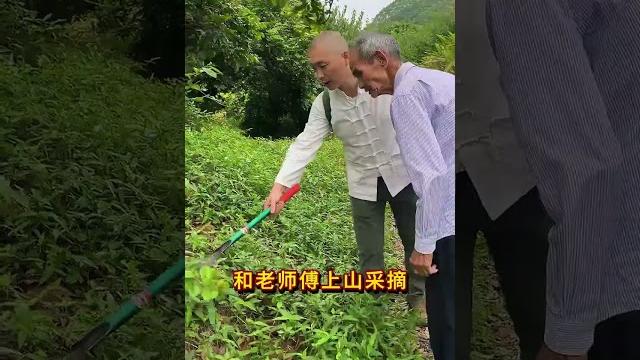 青草的力量值得你一试#潮汕青草 #山麻柳 #茶文化 青草的力量值得你一试#潮汕青草 #山麻柳 #茶文化