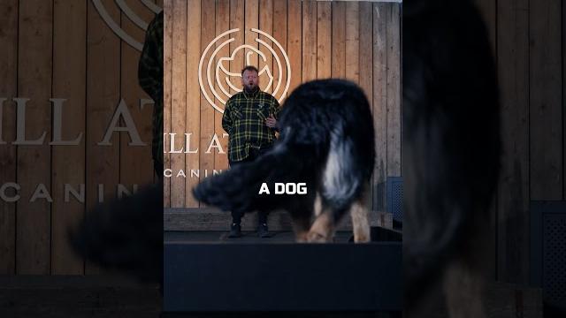 The power of place training your dog The power of place training your dog