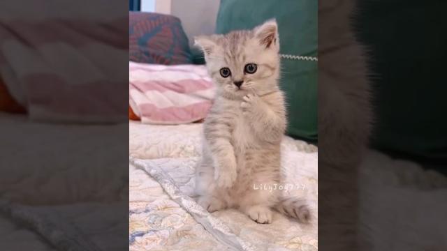 Cutest kitty ever!#cute #cat #kitten #meow #funny Cutest kitty ever!#cute #cat #kitten #meow #funny
