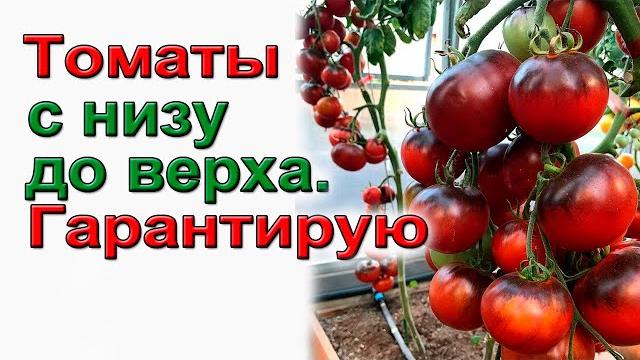 Томаты с низу до верха. гарантирую. Томаты с низу до верха. гарантирую.