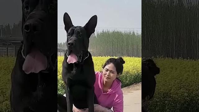 This dog is creating the new generation 663 This dog is creating the new generation 663