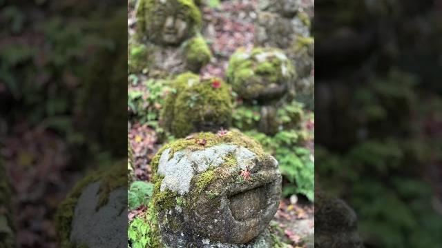 京都红叶之京都岚山~爱宕念佛寺 2024年11月28日 京都红叶之京都岚山~爱宕念佛寺 2024年11月28日