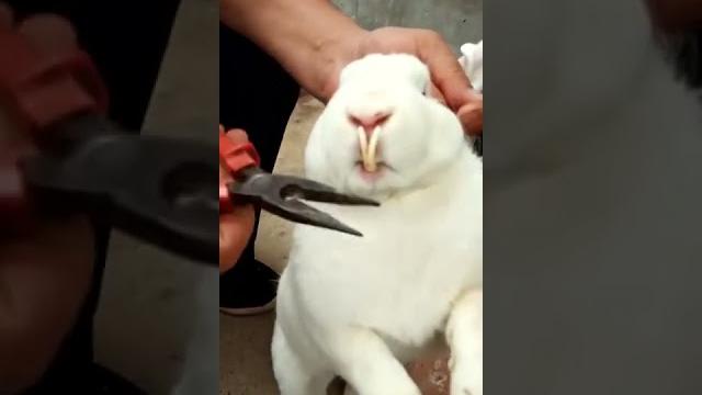 Rabbit mom you can't guess how many to go in, videos cute moment you never know before #yt #297 Rabbit mom you can't guess how many to go in, videos cute moment you never know before #yt #297