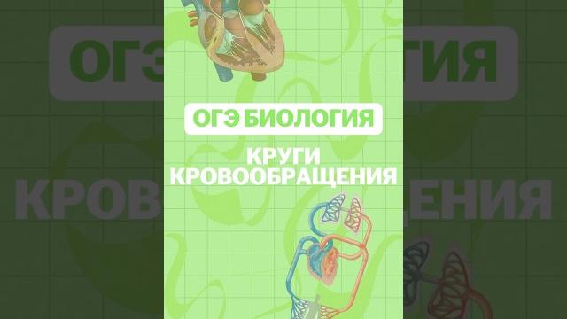 Круги кровообращения #никитапавлов #биология #огэ Круги кровообращения #никитапавлов #биология #огэ