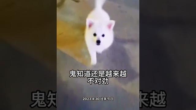 十个博美九个串 萌宠出道计划 博美 银狐 看一遍笑一遍 十个博美九个串 萌宠出道计划 博美 银狐 看一遍笑一遍
