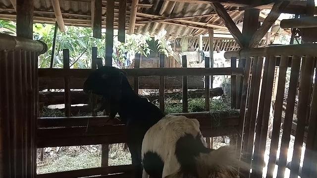 Ternak kambing jawa randu super Ternak kambing jawa randu super