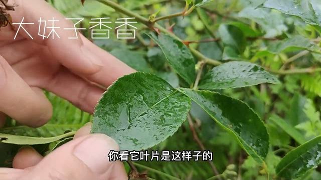 金樱子泡酒价值这么大?经常需要晒被子的多了解下,不花钱还好用 金樱子泡酒价值这么大?经常需要晒被子的多了解下,不花钱还好用
