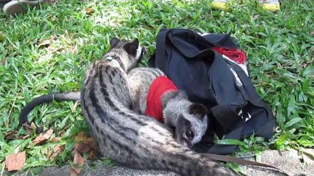 Mocca & cino - musang lovers Mocca & cino - musang lovers