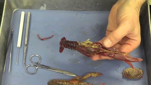 Crayfish dissection Crayfish dissection