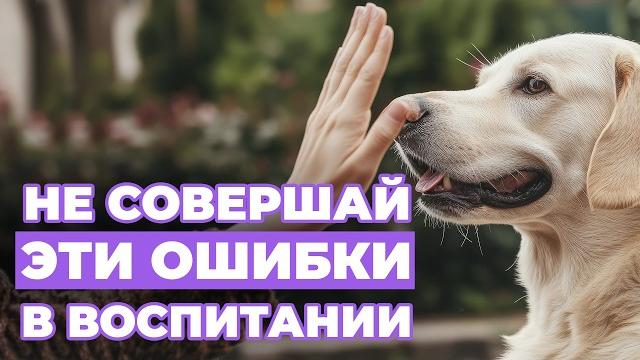 Не надо так воспитывать собаку! 9 человеческих ошибок, которые сбивают с толку вашего питомца Не надо так воспитывать собаку! 9 человеческих ошибок, которые сбивают с толку вашего питомца