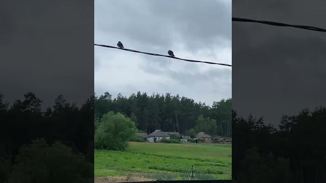 Мила и ласточки! Мила и ласточки!