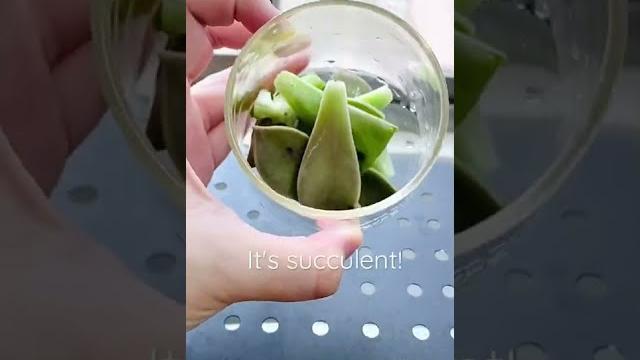 Beat the summer heat with secret magical green potion #detox #drink #healthy #loseweight #foodie Beat the summer heat with secret magical green potion #detox #drink #healthy #loseweight #foodie