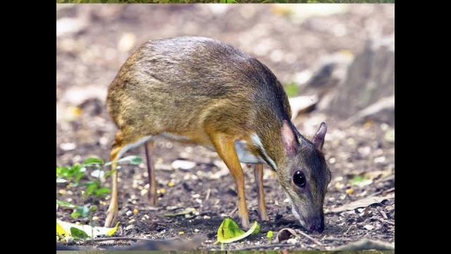 Greater mouse deer hunt #hunting #mousedeer Greater mouse deer hunt #hunting #mousedeer
