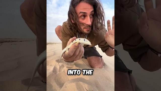 Beware of the desert sandfish ! Beware of the desert sandfish !