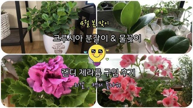 식물viog ep.14 / 봄맞이 식물 / 크루시아 분갈이 & 물꽂이 / 랜디 제라늄 / 큰꽃 리갈 / 캔디플라워 피치클라우드 / 풍차수국 명반 뿌린 후 결과 / 필레아 잎변형 식물viog ep.14 / 봄맞이 식물 / 크루시아 분갈이 & 물꽂이 / 랜디 제라늄 / 큰꽃 리갈 / 캔디플라워 피치클라우드 / 풍차수국 명반 뿌린 후 결과 / 필레아 잎변형