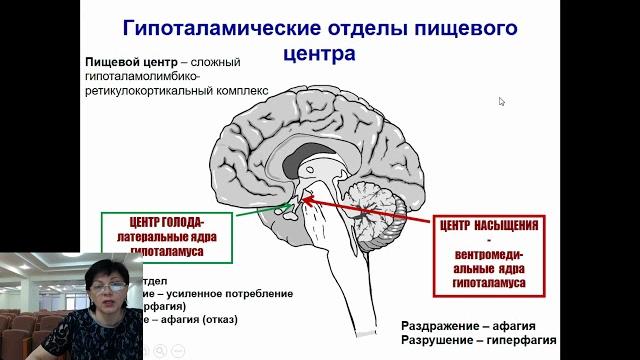 Физиология пищеварения Физиология пищеварения