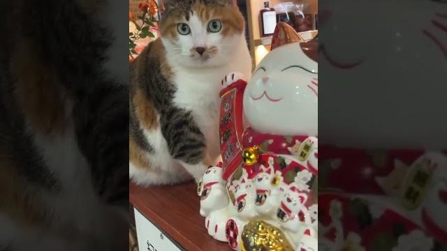 #放一只招财猫在这里 #放一只招财猫在这里
