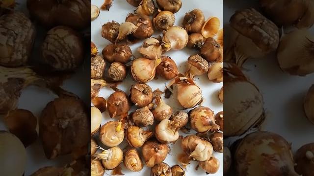 An easy method for planting crocus bulbs! An easy method for planting crocus bulbs!