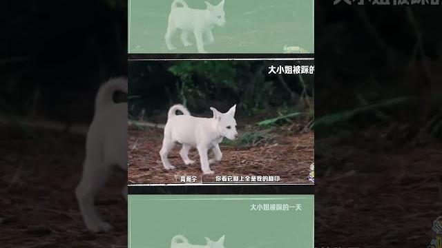 请看大小姐被踩的一天 #高瀚宇 还让大小姐走路看点人#嗨放派3 #havefuns3 请看大小姐被踩的一天 #高瀚宇 还让大小姐走路看点人#嗨放派3 #havefuns3
