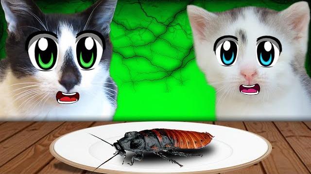 7 пранков над котами ! приколы с котами от а ну-ка давай-ка 7 пранков над котами ! приколы с котами от а ну-ка давай-ка