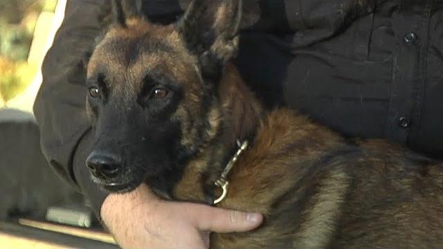 Rescue dog gets new life as police k9 Rescue dog gets new life as police k9
