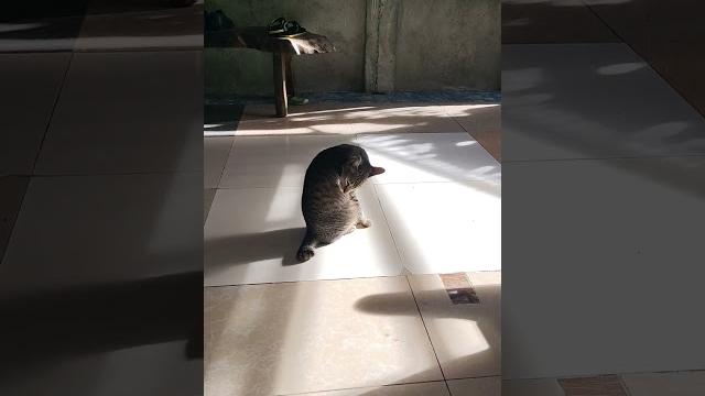 Sha #viralvideo #cat #trending #kitten Sha #viralvideo #cat #trending #kitten