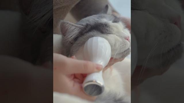 斑比的沉浸式全身护理按摩spa asmr #asmr #cat #cats 斑比的沉浸式全身护理按摩spa asmr #asmr #cat #cats