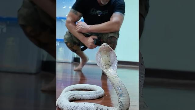 Deadly cobras in action! | exclusive teaser for our upcoming cobra episodes #shorts #snake #cobra Deadly cobras in action! | exclusive teaser for our upcoming cobra episodes #shorts #snake #cobra