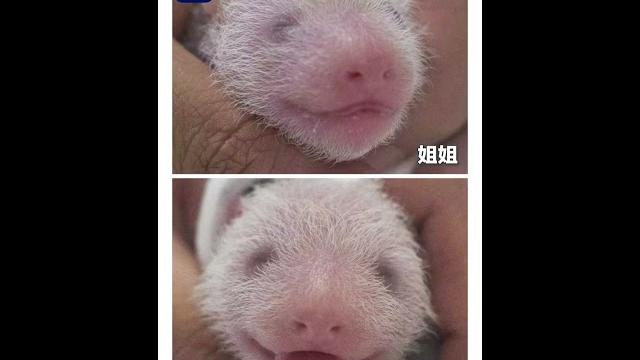 萌萌哒!旅韩大熊猫“爱宝”喜诞双胞胎幼崽,祝宝贝们快乐长大~福宝现在是大姐姐啦!| cctv 萌萌哒!旅韩大熊猫“爱宝”喜诞双胞胎幼崽,祝宝贝们快乐长大~福宝现在是大姐姐啦!| cctv