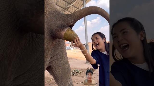 She using her hand to catch elephant poop She using her hand to catch elephant poop