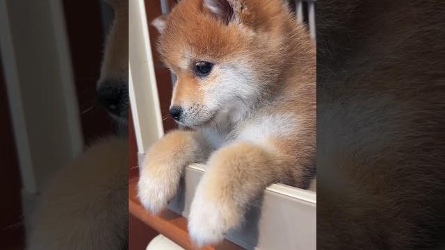 What a cute pup #shibadog #puppy What a cute pup #shibadog #puppy