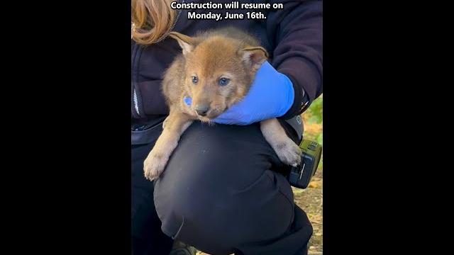 Paving and red wolf pup update! Paving and red wolf pup update!