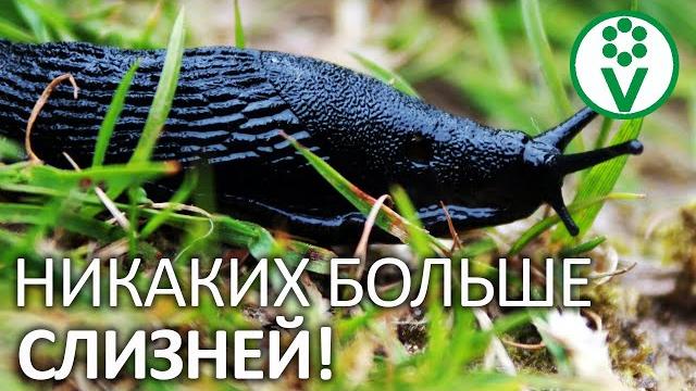 Эта приманка отвадит слизней от вашего огорода! Эта приманка отвадит слизней от вашего огорода!