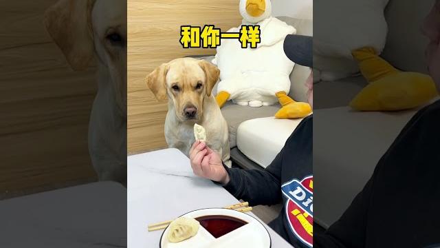 這狗子吃個東西還挺講究 這狗子吃個東西還挺講究