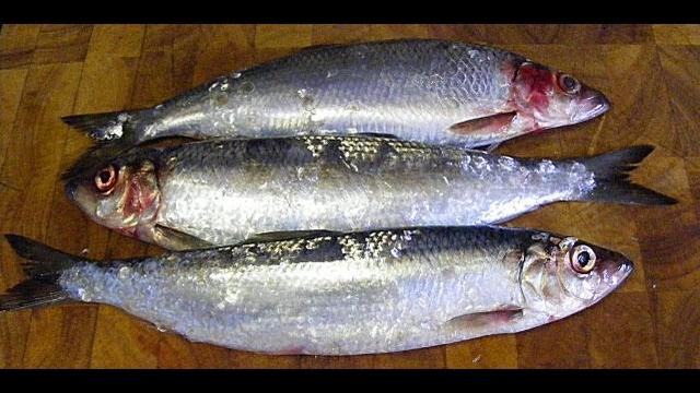 Herrings,(those silver darlings)how to prepare and cook herrings,with a mustard and oat meal crust. Herrings,(those silver darlings)how to prepare and cook herrings,with a mustard and oat meal crust.