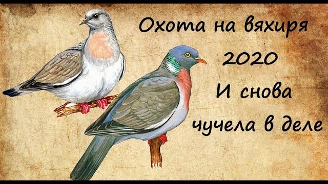 Охота на вяхиря_и снова чучела в деле Охота на вяхиря_и снова чучела в деле