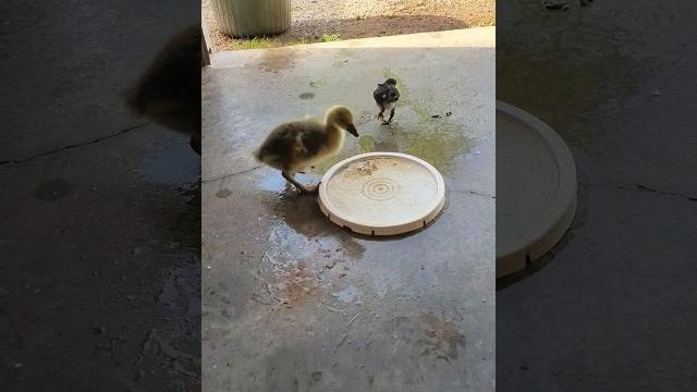 Gosling bath slip and fall! #youtubeshorts #oops #falling #cuddly #pets #adorable #sweet #fun #baby Gosling bath slip and fall! #youtubeshorts #oops #falling #cuddly #pets #adorable #sweet #fun #baby