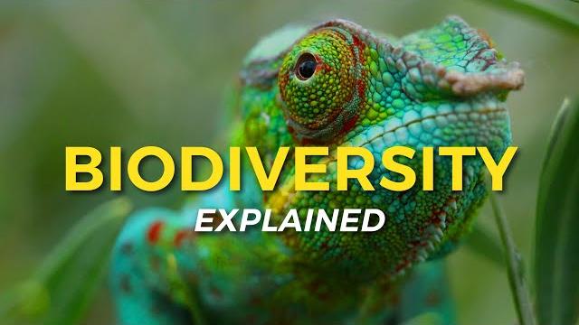 What is biodiversity? | eco facts | one tree planted What is biodiversity? | eco facts | one tree planted