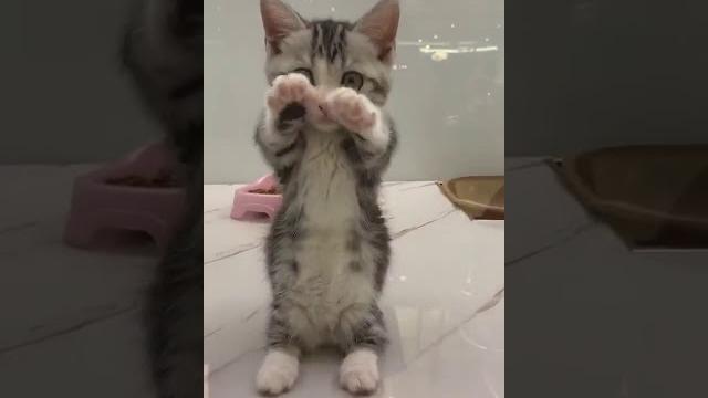 Cuki macskás videó tiktok cute cat video Cuki macskás videó tiktok cute cat video