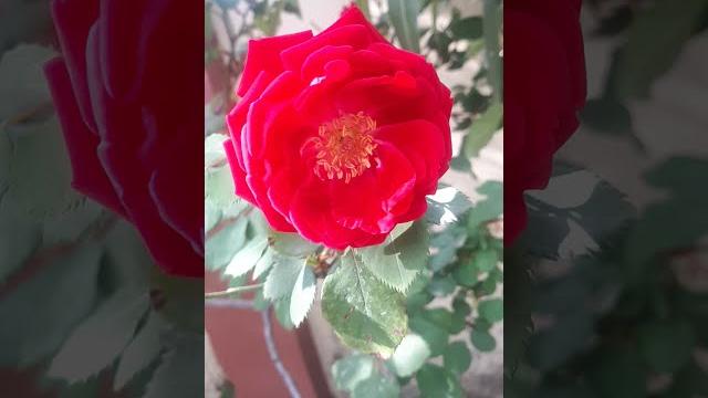 Desi rose | beautiful rose #shorts Desi rose | beautiful rose #shorts