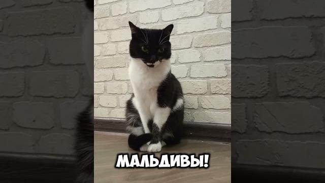 Хочется..#мурка#котик#юмор#шортс#2025 . Хочется..#мурка#котик#юмор#шортс#2025 .
