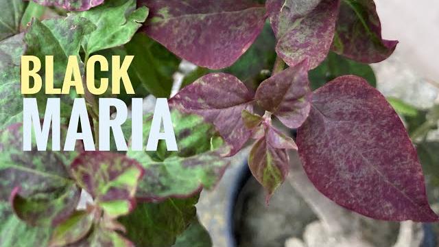 Bougainvillea- black maria (grafted) - part 1 Bougainvillea- black maria (grafted) - part 1